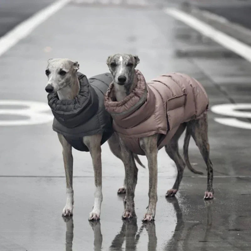 Stylish Windproof Dog Clothes