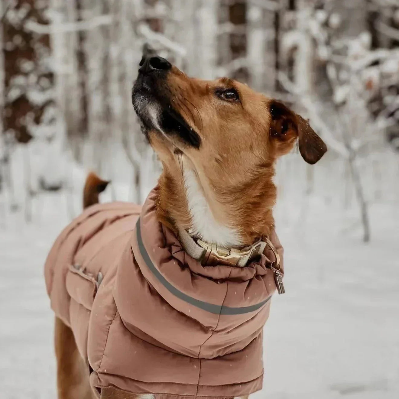 Stylish Windproof Dog Clothes