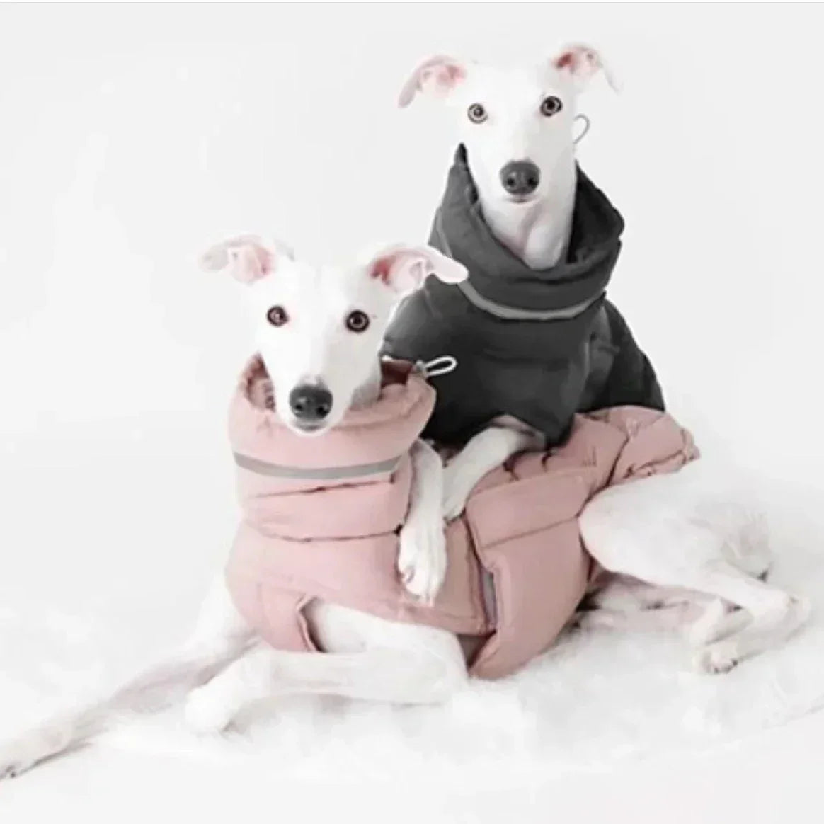 Stylish Windproof Dog Clothes